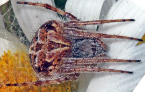 Agalenatea redii